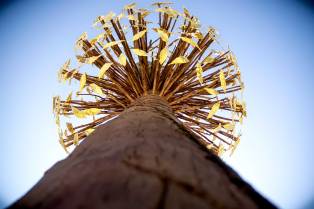 Penone. Luce e ombra